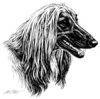 Afghane - Afghan Hound - T1