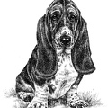 Basset Hound - T5