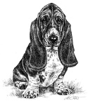 Basset Hound - T5