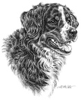 Berner Sennenhund - Bernese Cattle Dog - T 7