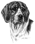 Beagle - T6