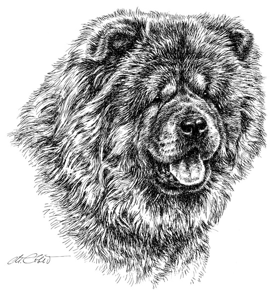ChowChow-T10.jpg