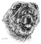 Chow Chow - T10