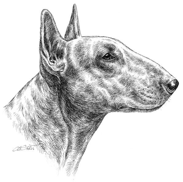 Bullterrier-T68.jpg