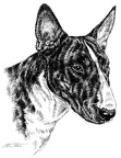 Bullterrier - T9