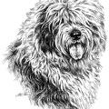 Bobtail - T8