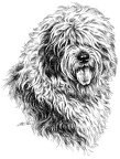 Bobtail - T8