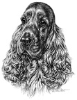 Cocker Spaniel - T12