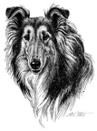 Collie Longair - T13