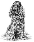 Cocker Spaniel - T67