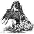 Cocker Spaniel - T11