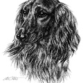 Langhaardackel - Dachshund - T15