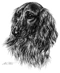Langhaardackel - Dachshund - T15