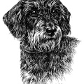Rauhaardackel - Dachshund - T16