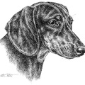 Kurzhaardackel - Dachshund - T14