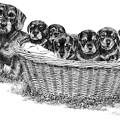 Rauhaardackel mit Welpen - Dachshund with Puppies - T19