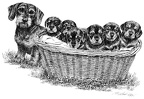 Rauhaardackel mit Welpen - Dachshund with Puppies - T19