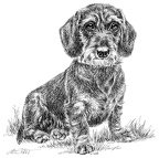 Rauhaardackel - Dachshund - T21