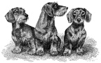 Rauhaardackel Gruppe - Dachshund Group - T18