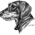 Rauhaardackel - Dachshund - T20