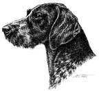 Deutsch Drahthaar - German wirehaired Pointer - T23