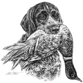 Deutsch Drahthaar - German wirehaired Pointer - T25