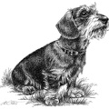 Rauhaardackel - Dachshund - T22