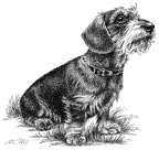 Rauhaardackel - Dachshund - T22