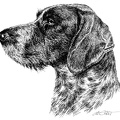 Deutsch Drahthaar - German wirehaired Pointer - T24