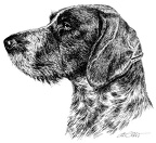 Deutsch Drahthaar - German wirehaired Pointer - T24