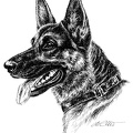Deutscher Schäferhund - German Shepherd Dog - T29