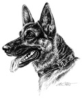 Deutscher Schäferhund - German Shepherd Dog - T29