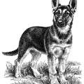 Deutscher Schäferhund - German Shepherd Dog - T30
