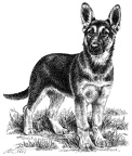 Deutscher Schäferhund - German Shepherd Dog - T30
