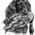 Deutsch Langhaar -German Longhaired Pointer - T34