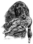Deutsch Langhaar -German Longhaired Pointer - T34