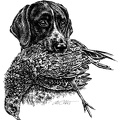 Deutsch Kurzhaar - German shorthaired Pointer - T33