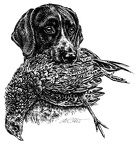 Deutsch Kurzhaar - German shorthaired Pointer - T33