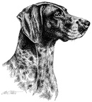 Deutsch Kurzhaar - German shorthaired Pointer - T31