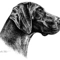 Deutsch Kurzhaar - German shorthaired Pointer - T32