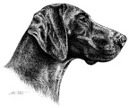Deutsch Kurzhaar - German shorthaired Pointer - T32