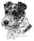 Foxterrier - T37