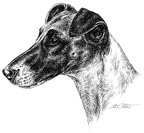 Foxterrier - T38