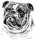 Englische Bulldogge - Eglish Bulldog - T35