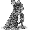 Französische Bulldogge - French Bulldog - T40