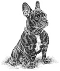 Französische Bulldogge - French Bulldog - T40