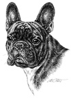 Französische Bulldogge - French Bulldog - T39