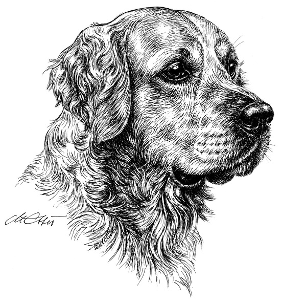 GoldenRetriever-T41.jpg