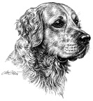 Golden Retriever - T41