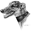 Greyhound - T42